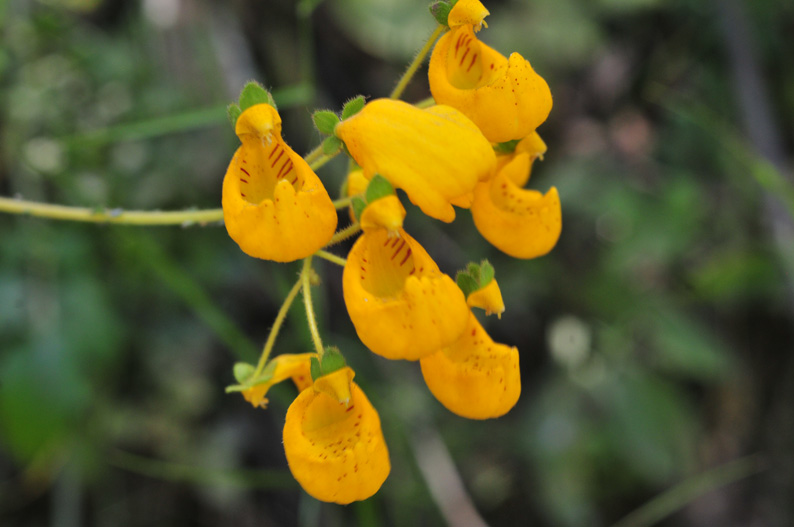 Calceolaria philippi